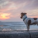 바다동물병원 이미지