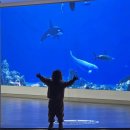 아리랑도서관 | 부산 동래 해양자연사박물관 들락날락 아리랑 이용후기(예약먼저 하세요!)