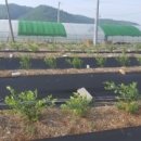 이태영농장 이미지