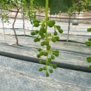 홍이농장 이미지