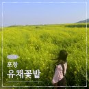 대보중학교 | 포항 4월 호미곶 대보리마을 유채꽃 해맞이광장 데이트 코스로 가기좋은 곳