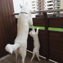 냥스타그램 이미지