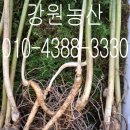 이천농산 - 동대문구 경동시장로 20 | 멀리 부산에서 문자로 믿고 찾아주신 15년근 산양산삼 전국 택배 발송 후기!