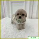 거창-거창-11 | 거창애견분양 따뜻한 동행의 시작