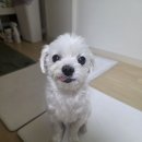오랜만에 5월 연휴 조이의 일상🐶🍀 이미지