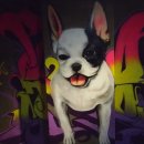 놀러오시개 이미지