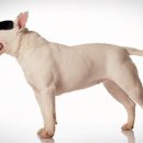 바우와우 이미지