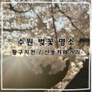 [수원/데이트] 수원 벚꽃 명소 황구지천 &amp; 신동카페거리 4월초 개화상태🌸｜밀조아 생바지락 칼국수