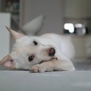 행복한강아지 이미지