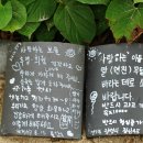 바다가 그리운 나무 이미지