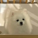 더블링독 이미지