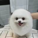 펫살롱케이 이미지