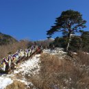 지리산 천년송 전북중앙신문