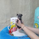 애견왕국 이미지