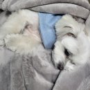 라비쉬독 네이버블로그