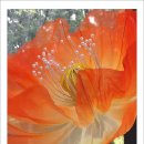 주막보리밥 이미지