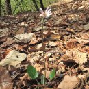 양지-2914 이미지