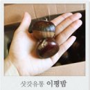 보늬숲밤농장 | 속껍질로~ 생율으로 먹어도 맛있는 삿갓유통 이평밤