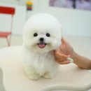 대명동 강아지 이미지