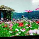 내가꽃이다 이미지