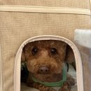 굿데이몽 이미지