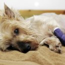 예서 동물병원 이미지