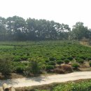 소나무 전경 이미지