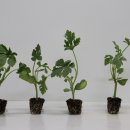 호피농장 이미지