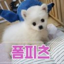 핑크레인컴 네이버블로그