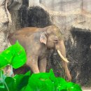 곰두마리농장 | 에버랜드 리버트레일어드벤처 걸어서 보는 로스트밸리 솔직후기