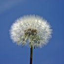 꽃민들레 이미지