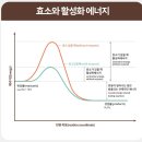[쁘띠앤 국민 T.A.G 효소 후기] ; 맛있고 간편한 효소 습관