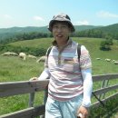 양떼목장