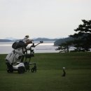 파인비치골프링크스 | 파인비치 골프링크스 3월 그린피 50% 할인 해남 한국 10대 골프장 봄 라운딩 기회