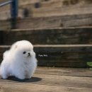 화이트 켄넬 이미지