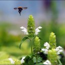 벌과나비 이미지