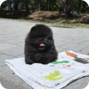 몽냥몽냥 강아지분양 고양이분양 김포점 | 김포강아지분양 우리집 새 식구 만나던 날 설렘 가득한 후기