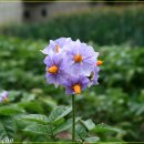 백련산농장 | 20080524 야생화 투어 백련산