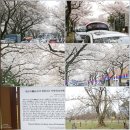 제주 신례리 왕벚나무 자생지 | 2026년 제주벚꽃 개화시기와 제주 왕벚꽃 3대명소
