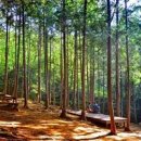 울산 가족여행 피톤치드 가득한 천마산 편백산림욕장 이미지