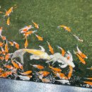 VIP아쿠아카페 이미지