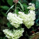 삼상로25-12 이미지