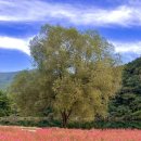 10월9일(수) 국내 유일의 붉은 메밀 밭. 동강의 백미 칠족령 이미지