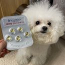 D00001 | 강아지 필수 영양제 바른뉴트리펫 레카덤 오메가3 내돈내산후기