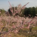 복사꽃피는마을 이미지