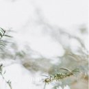 빅트리(Bigtree) 이미지