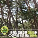관음송 이미지