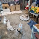 펫119 | 유기견 보호소 봉사활동 문래역 동물구조 119 평일 오후 봉사 후기입니닷