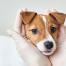 규범동물병원 이미지