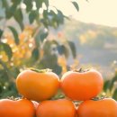 경남단감 원예농업협동조합 이미지